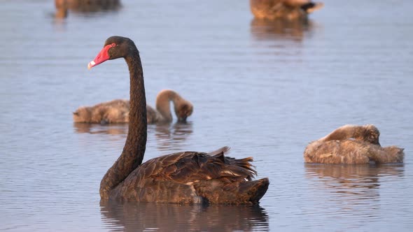 Black Swan and Swanlings Swimming Behind, Close Up alt