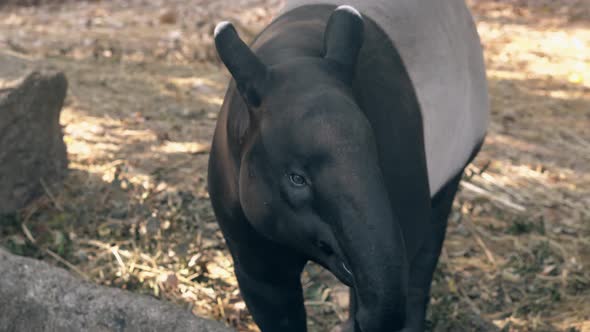 Funny Black and Gray Tapir Takes Banana Pinned on Stick alt
