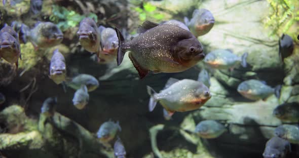 Piranha  Colossoma Macropomum alt