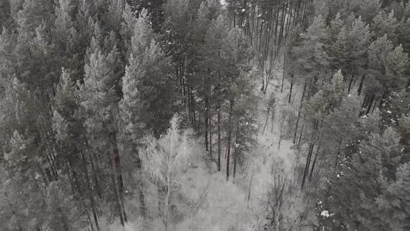 Fly Over Winter Forest  alt