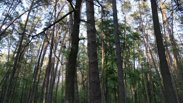 Wild Forest Landscape on a Summer Day alt