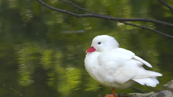 White Baby Animal Duck And Lake 