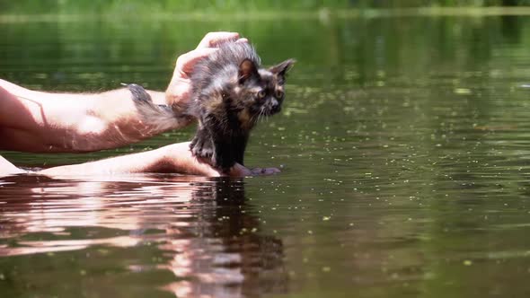 Cat Jumps Into the Water and Swims. Kitten Emotions. Slow Motion alt