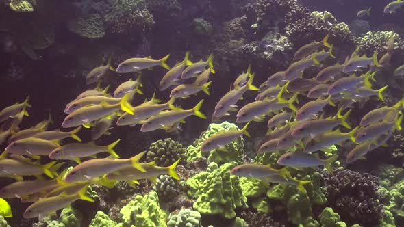 School of Yellowtail Snapper alt