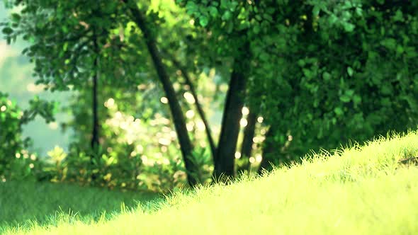 Scenic View of the Park with Green Grass Field in City alt