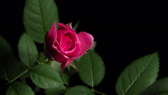Timelapse of Pink Rose Blooming