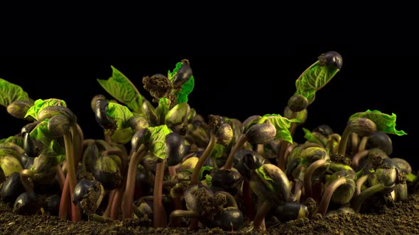 Beans Germination on Black Background alt