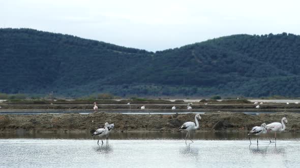 Eurasian spoonbill searching for food in a lake  alt