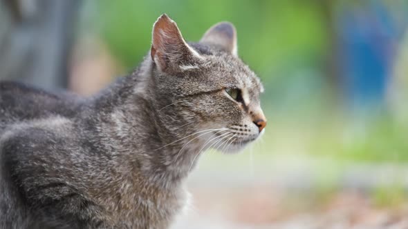 Big Gray Stray Cat Resting Under Parked Car on Steet Outdoors in Summer alt