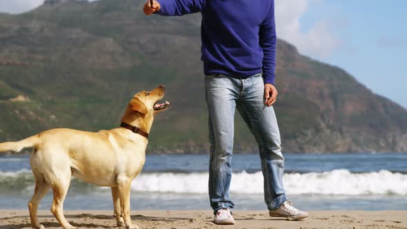 Happy mature man playing with dog on the beach alt