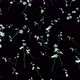 4K White Petunias Rain - VideoHive Item for Sale
