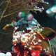 Smashing Mantis Shrimp (Odontodactylus scyllarus) close up facing camera on coral reef