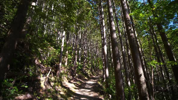 POV, following trail through forest with filtered sunlight, tilt up to canopy alt
