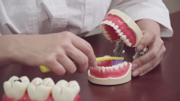 Dentist Brushes Teeth on the Layout of Teeth