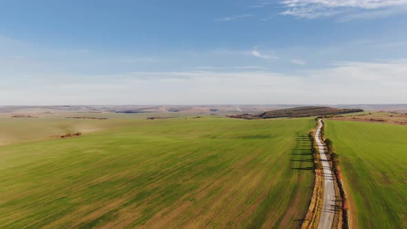 Green whea field in an agricultural landscape