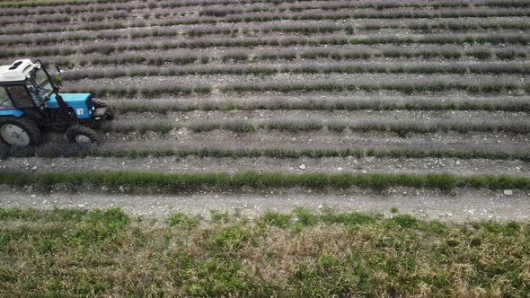 Aerial Drone View of a Tractor Harvesting Flowers in a Lavender Field alt