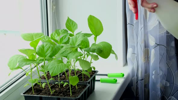 Elderly Woman Sprays Eggplant Seedlings with Water Standing at Home on Window