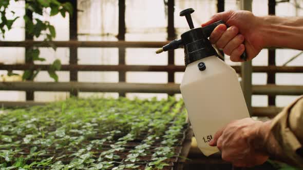 Hands of Man Spraying Green Plants in Greenhouse Farm alt
