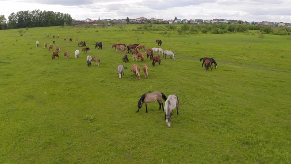 A Herd of Horses Graze in a Green Meadow Along the River