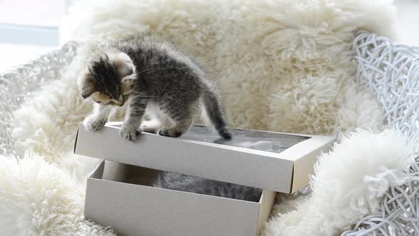 Cute Kittens Playing On A Box alt