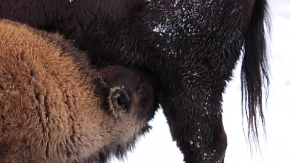 baby bison calf feeding winter slow motion hitting cow with head alt