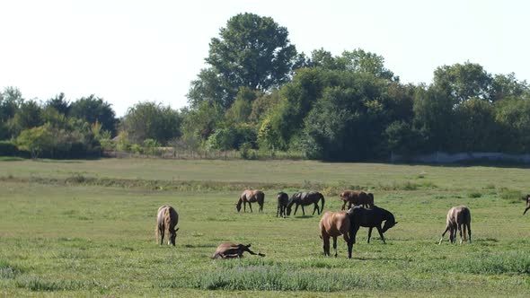Grazing Horses in the Wild alt