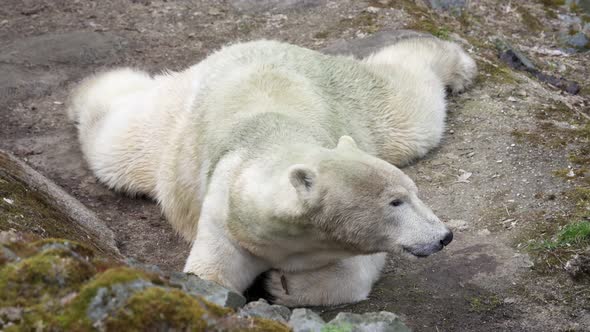 Polar bear lying on a rock