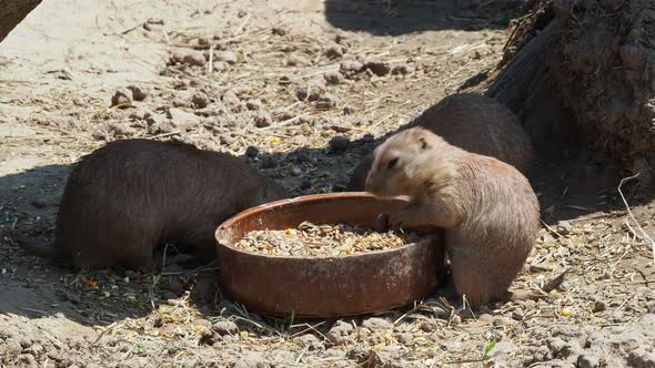 Close up prairie dog eating food