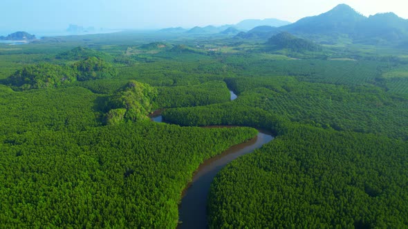 4K Aerial view of mangrove forest at khao jom pa, trang, Thailand. 4k Footage alt