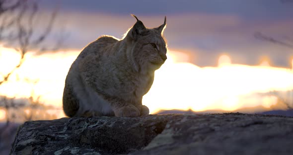 Eurasian Lynx Sitting on a Mountain Rock in Beautiful Evening Light
