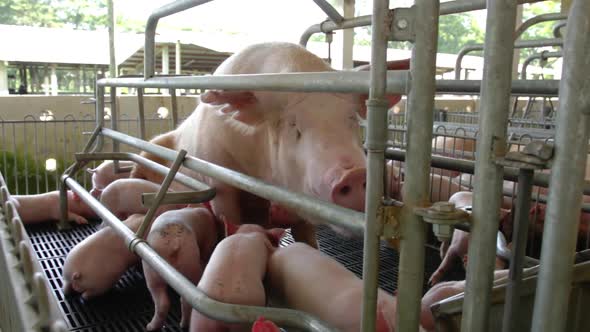 A pig and it's offspring on a livestock farm. alt