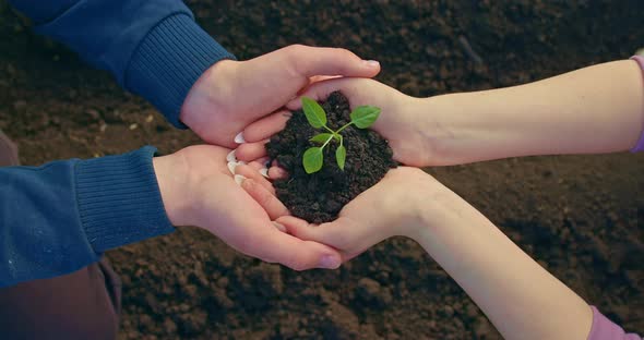 Female Hands are Holding Young Plant in Handful of Soil Man is Helping Close Up View  Prores alt
