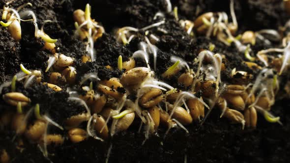 Germinating Plant Timelapse alt