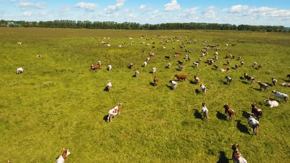 Cows Grazing on Pasture alt