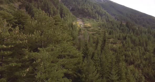 Aerial view of trees and plants in the forest alt