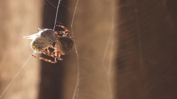 The spider has caught a beetle in the web. A spider wraps its prey in a silk cocoon