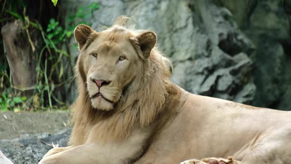 Portrait of lion looking around with calm expression