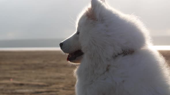 The dog sits on the shore of the sand near the ocean and the wind develops its fur. Samoyed Laika alt