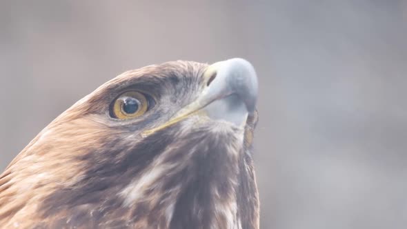 Slow Motion Bird Portrait