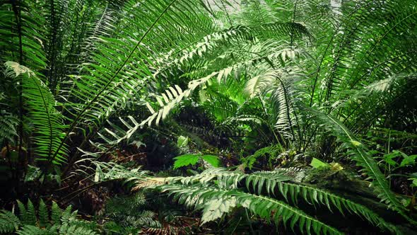 Moving Under Ferns In Forest alt