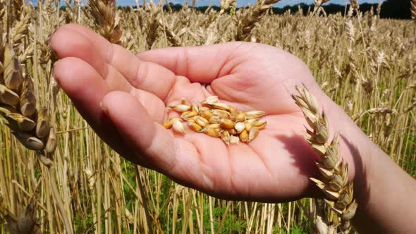 Grains of Ripe Wheat on an Open Palm alt