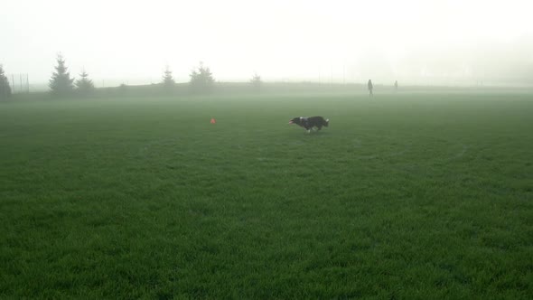 Frisbee Dog - Border Collie Dog Running And Catching Flying Disc In The Air. - wide shot alt