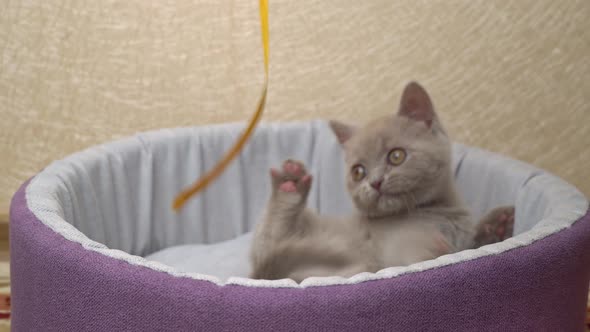 Scottish Straighteared Gray Kitten Plays with a Ribbon in His Bed alt