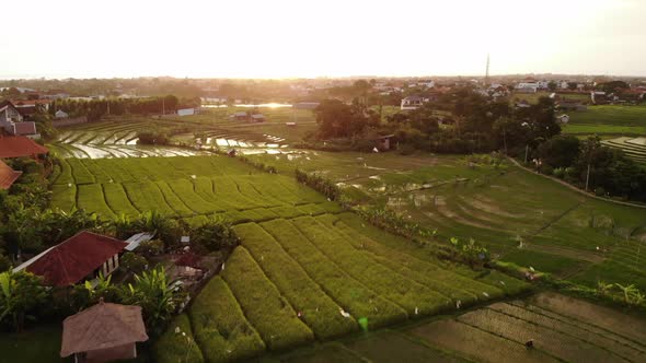 Rice Fields and Villas in Kerobokan, Bali