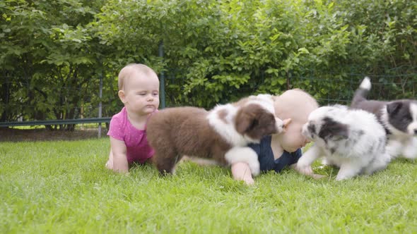 Two Babies Among a Group of Cute Little Puppies on Grass  the Puppies Lick and Cuddle One Baby