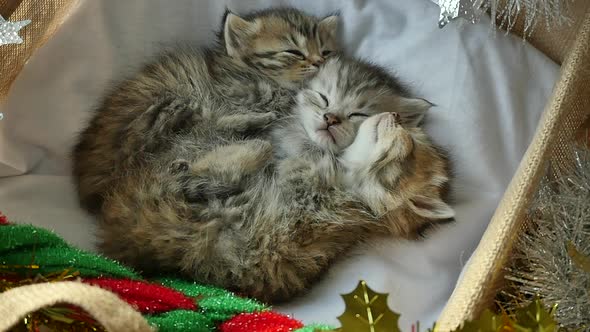 Cute Tabby Kittens Sleeping And Hugging In A Basket On Christmas Day alt