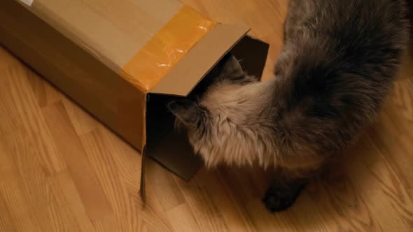 Curious Large Cat Checking Out Inside of Cardboard Box alt