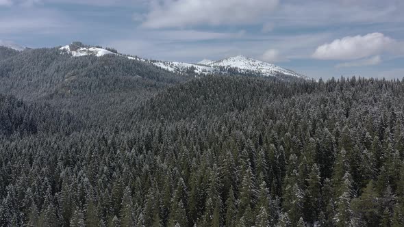 Bird's-eye view of the winter forest on the mountain