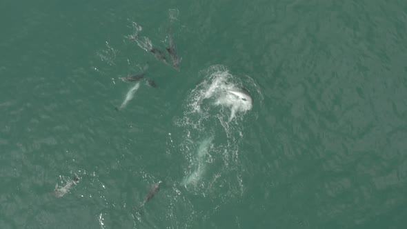 Dolphin playing with their pod members Vleesbaai Western Cape South Africa alt