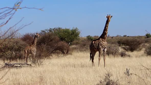 Footage of a giraffe in the kalahari region of south africa alt